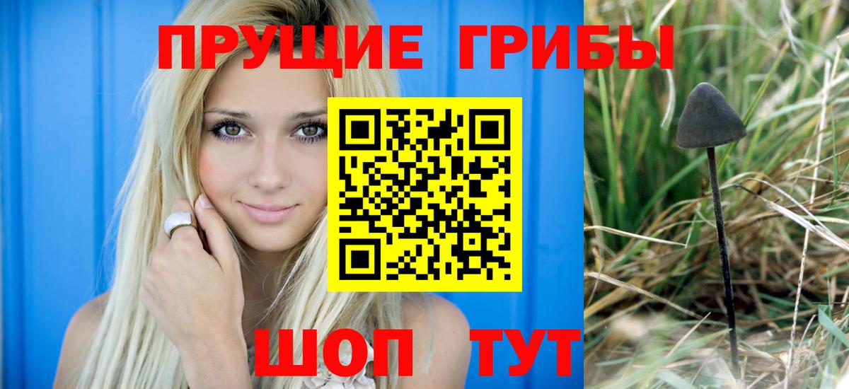 Псилоцибиновые грибы Psilocybine cubensis Нарткала